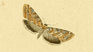 Eupoecilia cebrana